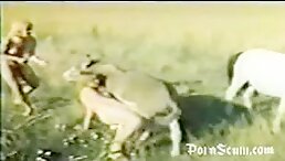 Animal sex - Animal porn public